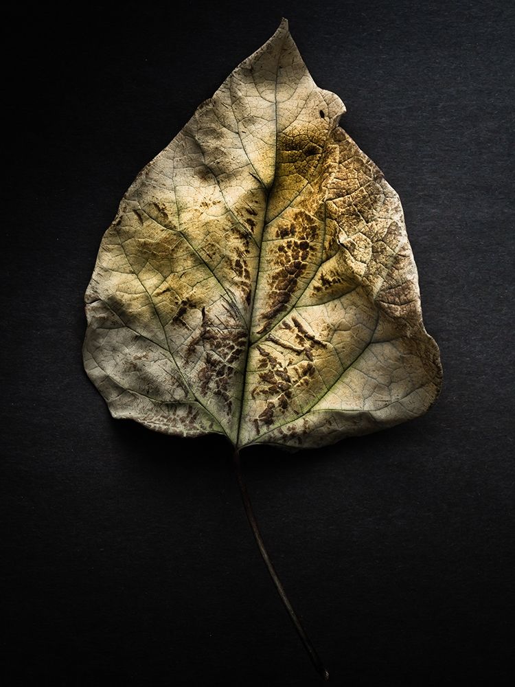 Leaves no 1 Color
