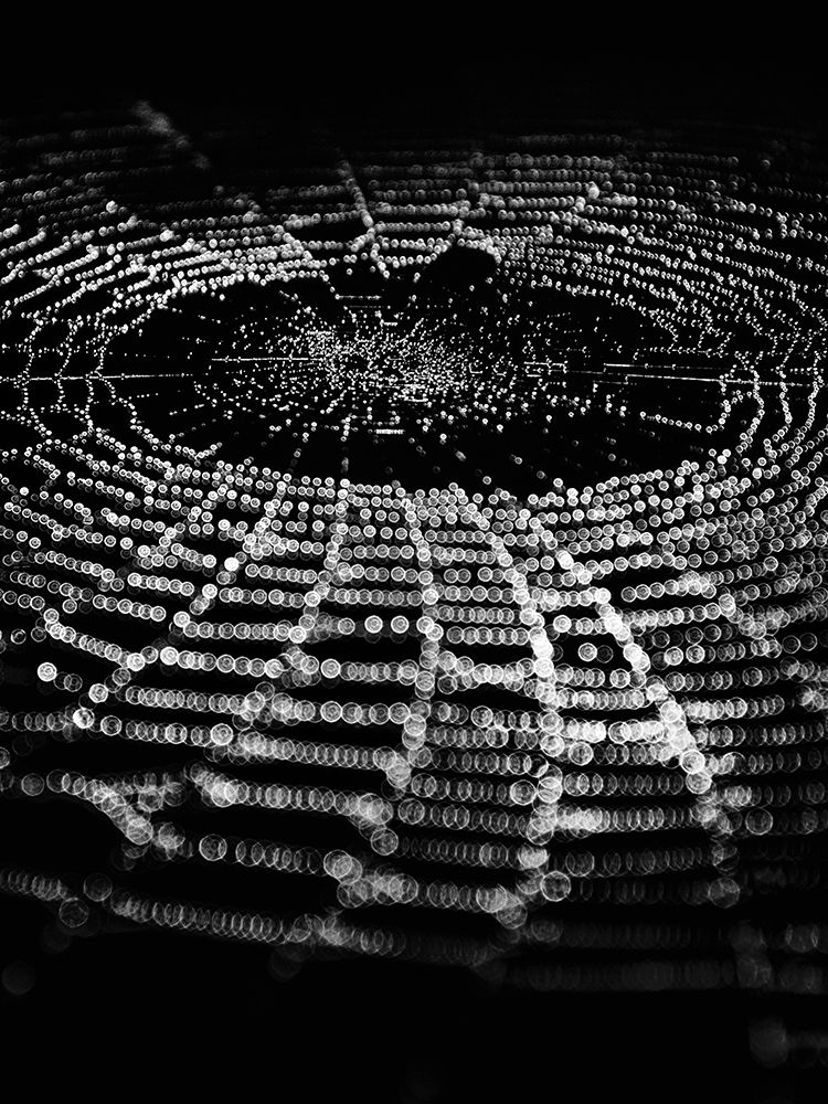 Spiderweb No 1