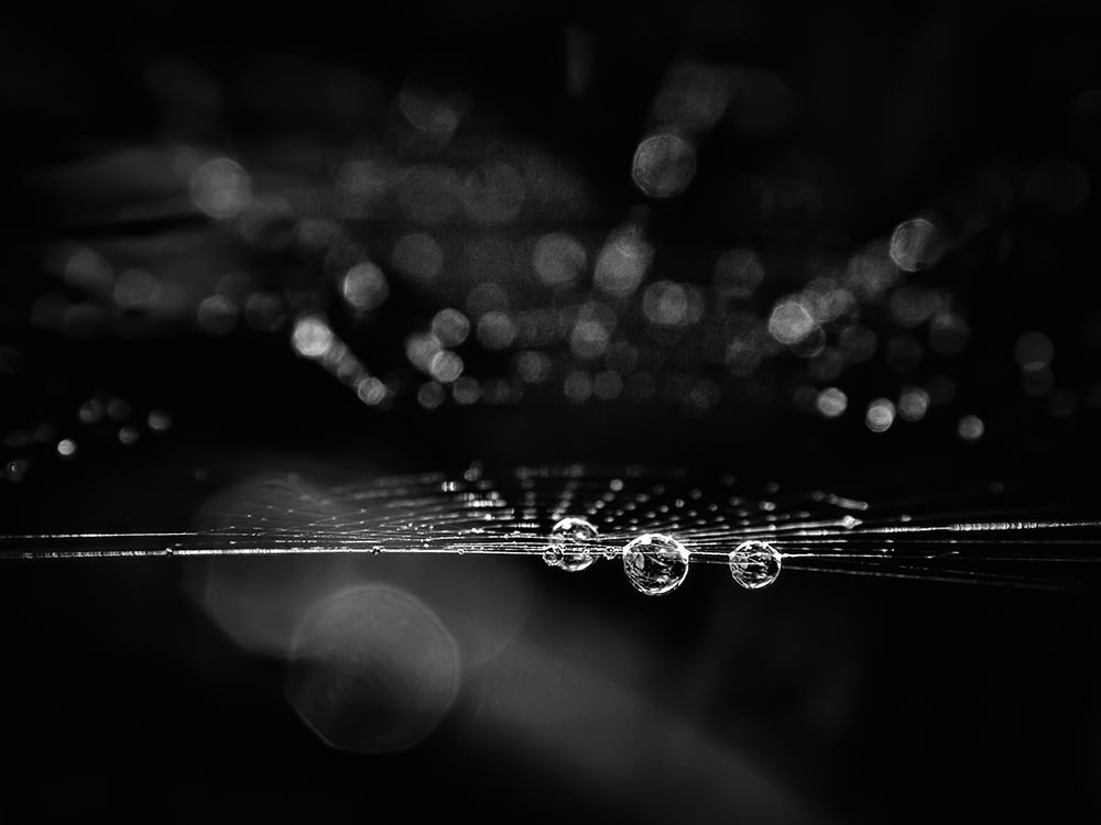 Spiderweb No 2