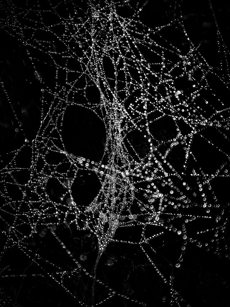 Spiderweb No 4