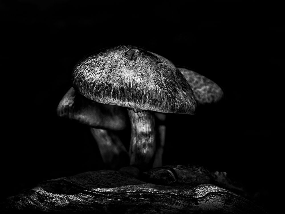 Toadstools on a Toronto Trail No 1