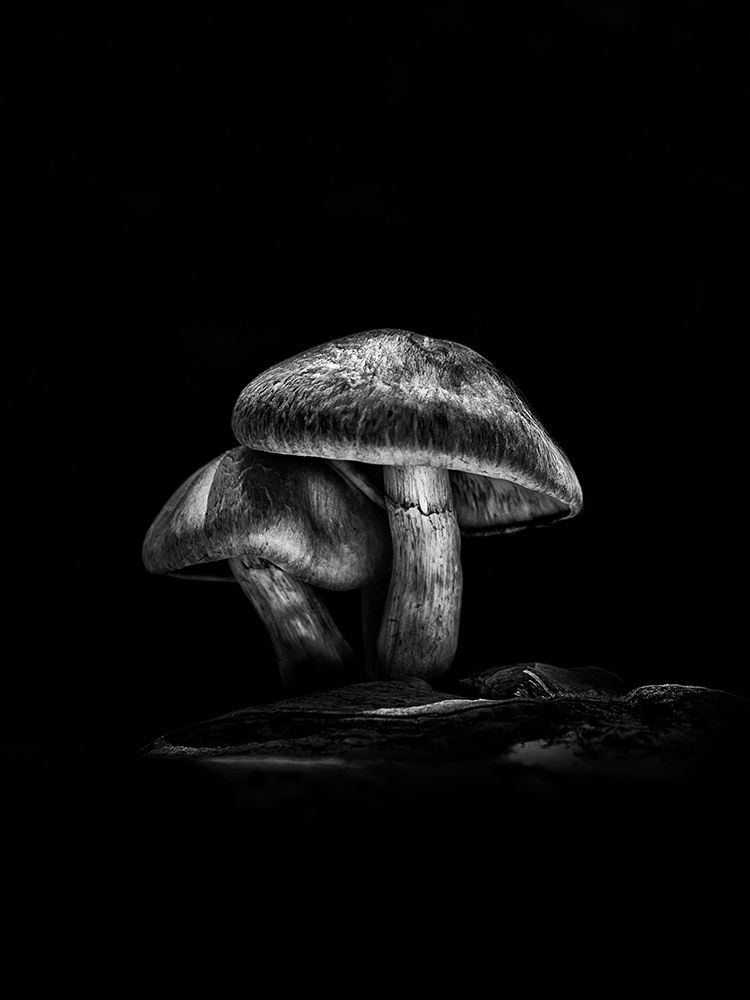 Toadstools on a Toronto Trail No 2