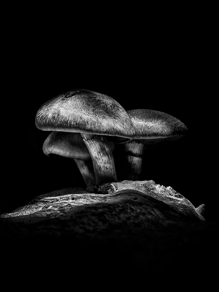 Toadstools on a Toronto Trail No 3