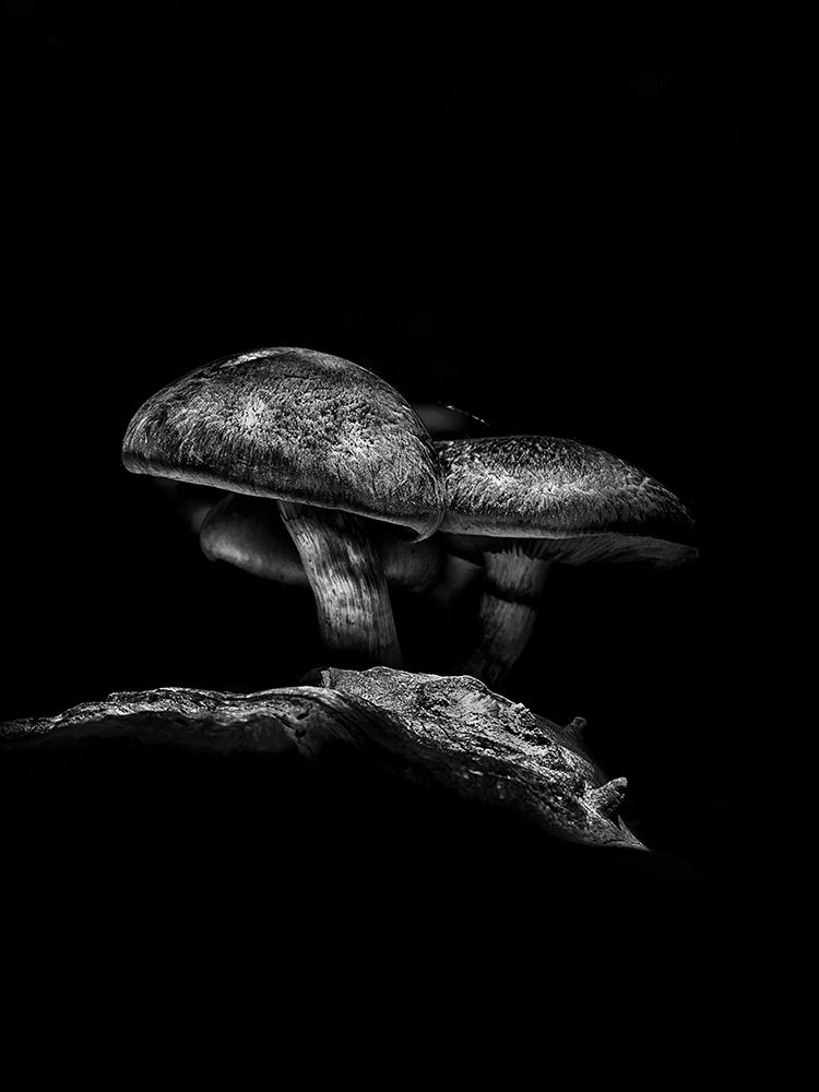 Toadstools on a Toronto Trail No 4