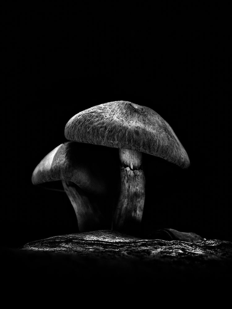 Toadstools on a Toronto Trail No 6