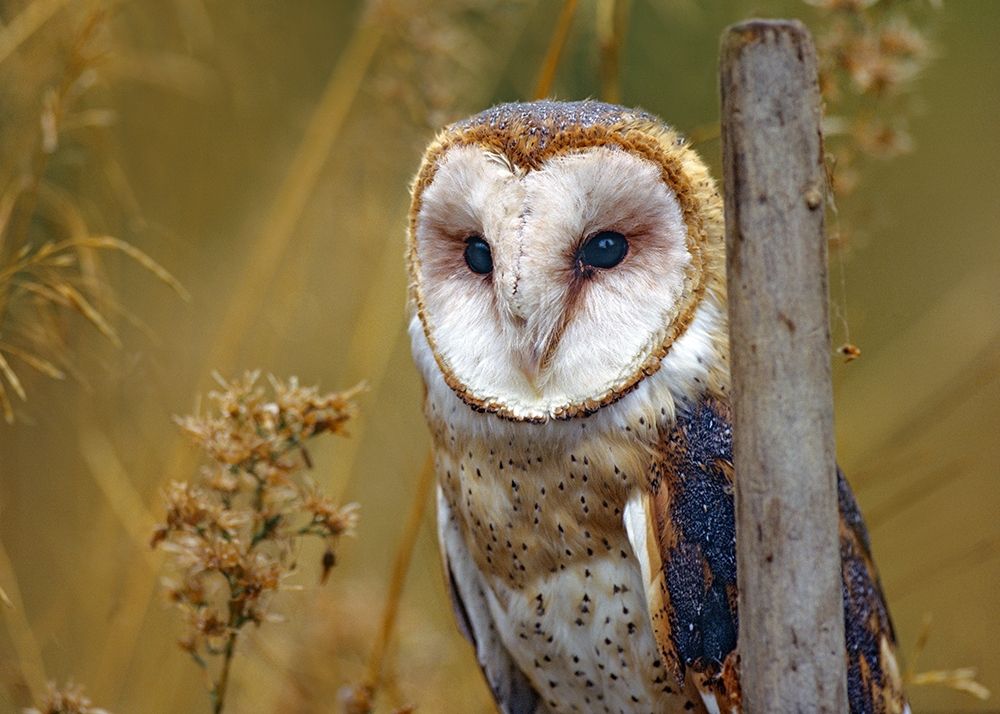 Barn Owl II
