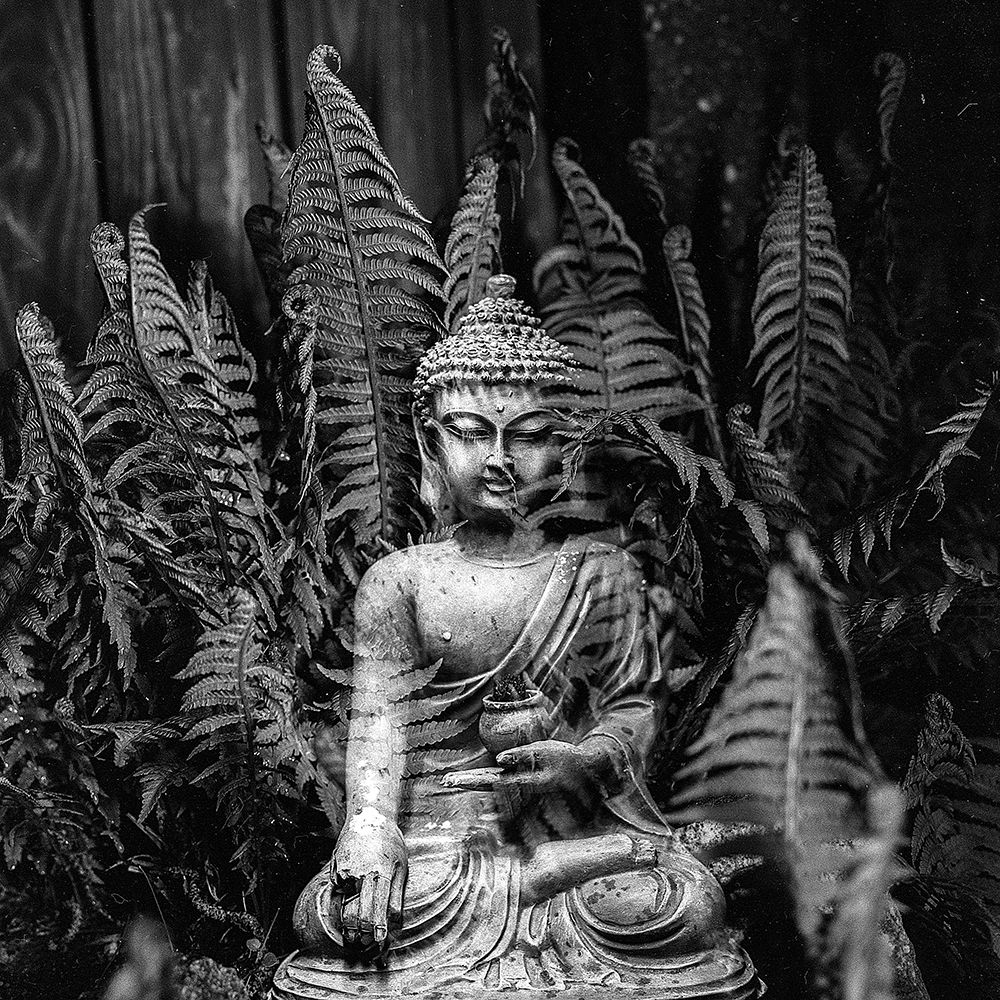 Buddha Statue in Black and White with Ferns