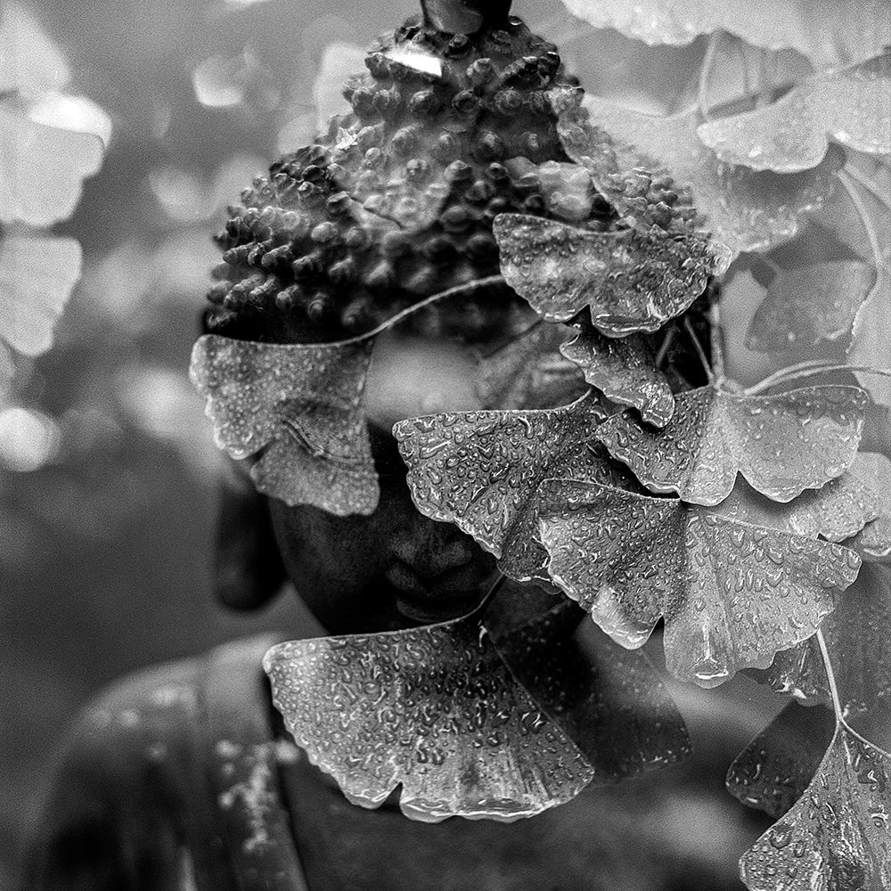 Buddha Statue in Black and White with Ginkgo Leaves