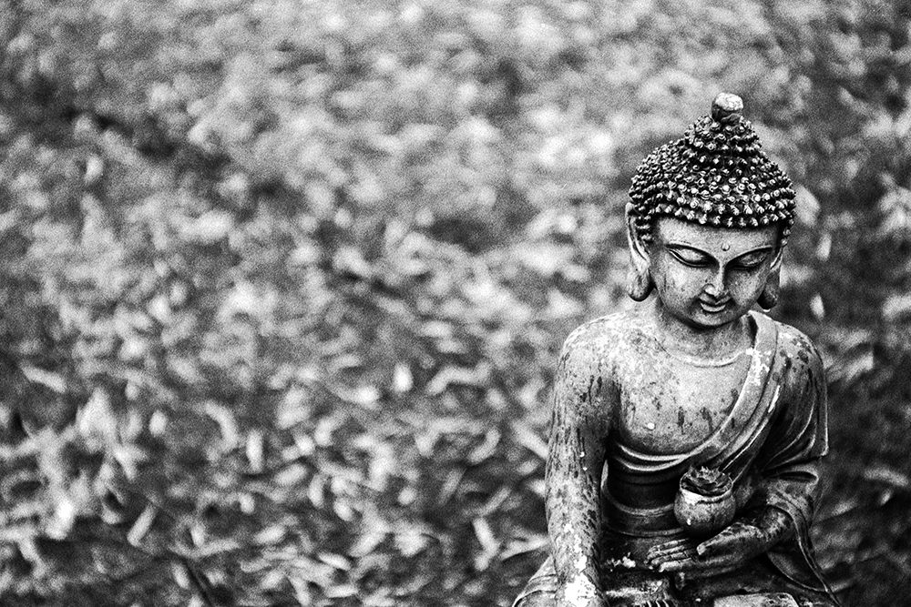 Buddha Statue in Black and White with Succulent