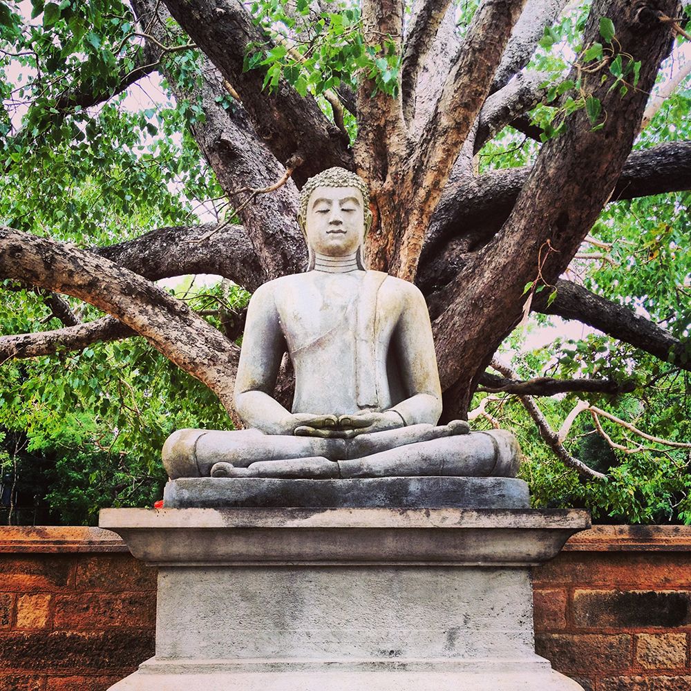 Buddha Statue with Tree