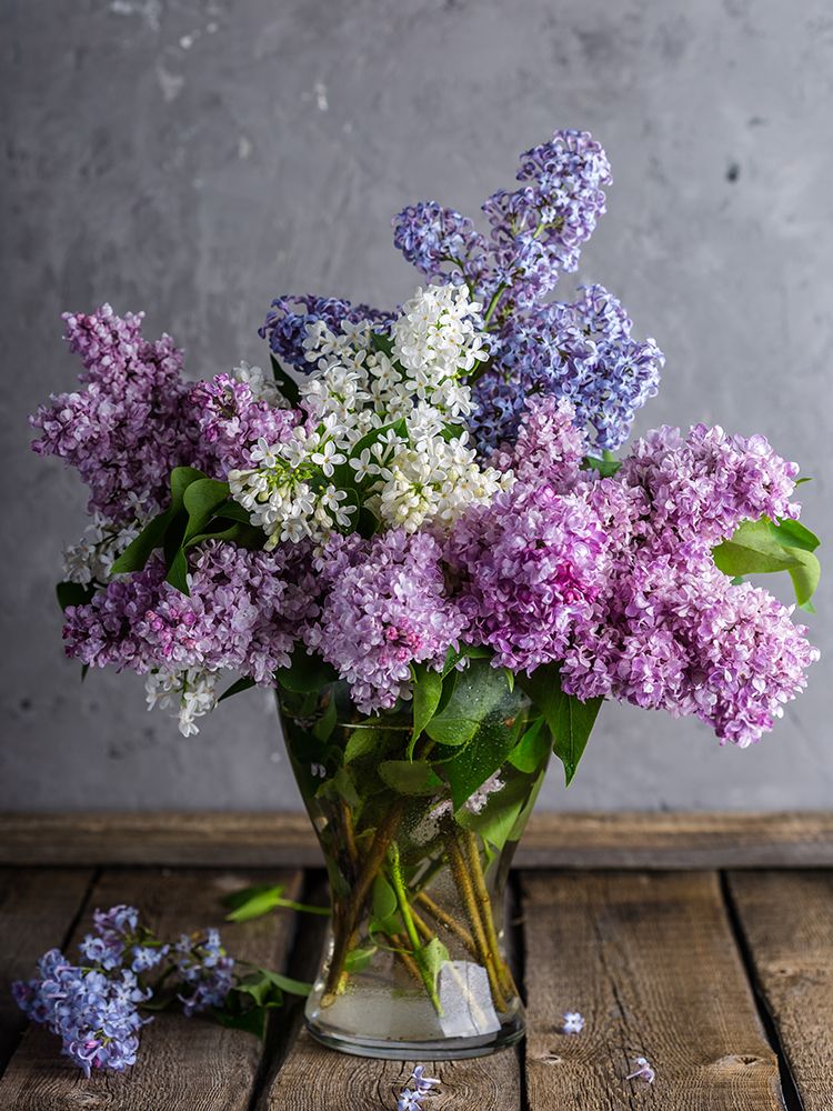 Lilac Still Life
