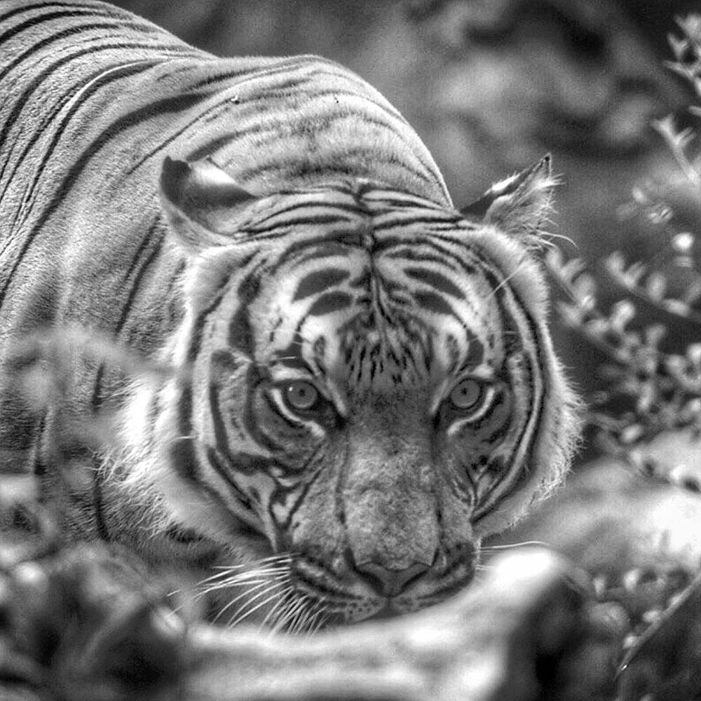 Prowling Tiger