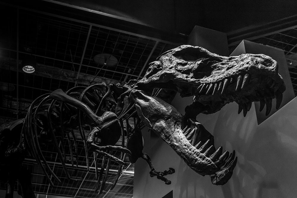 T-Rex Last Roar