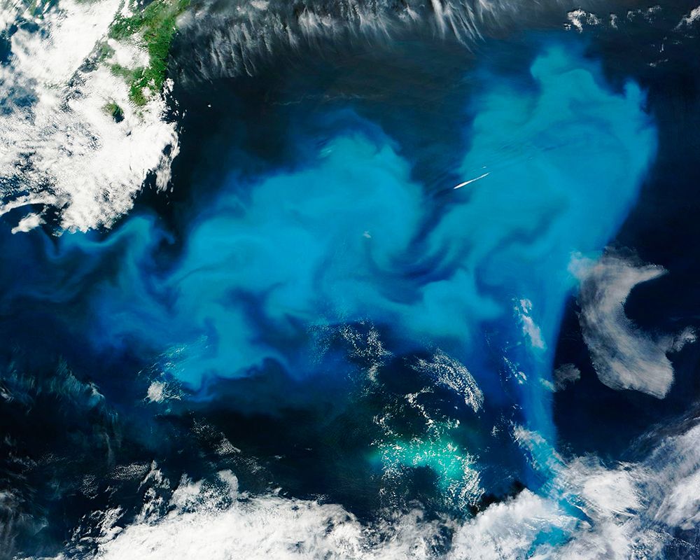 Phytoplankton Bloom off Newfoundland Viewed from Space