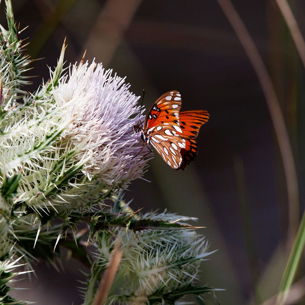Thistle Bloom and a Gulf Fritillary Butterfly at Merritt Island National Wildlife Refuge in Florida