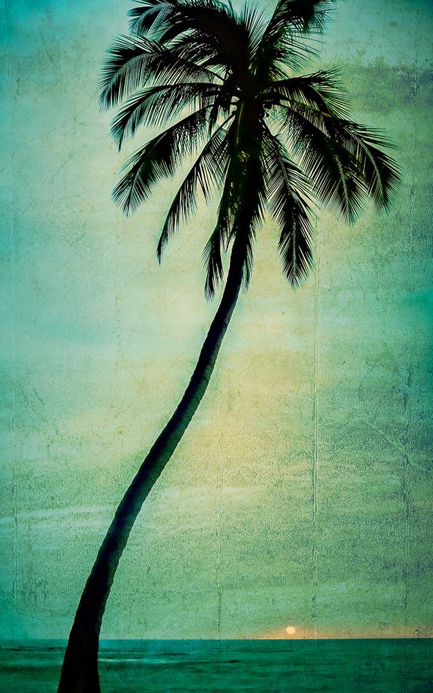 Lone Palm