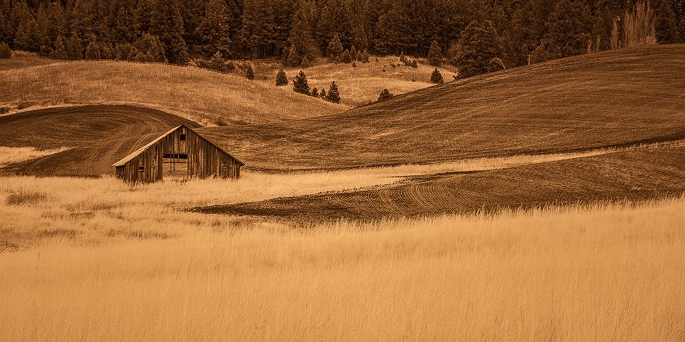 Brown barn in the Blonde Grasses