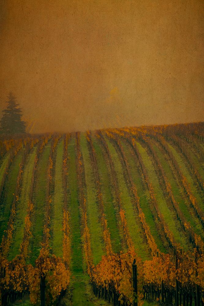 Autumn Vineyard