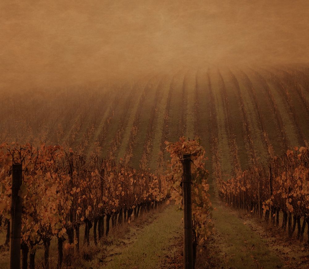 Mesmerizing Vines