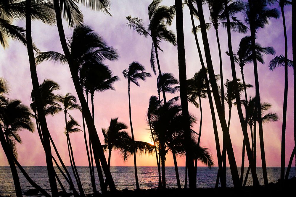 Palms at Sunset