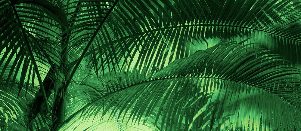 Sunkissed Palms