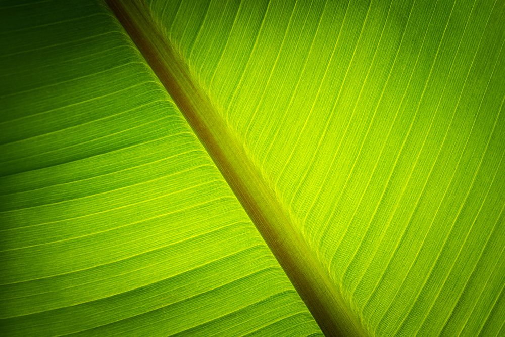Banana Tree Leaf I
