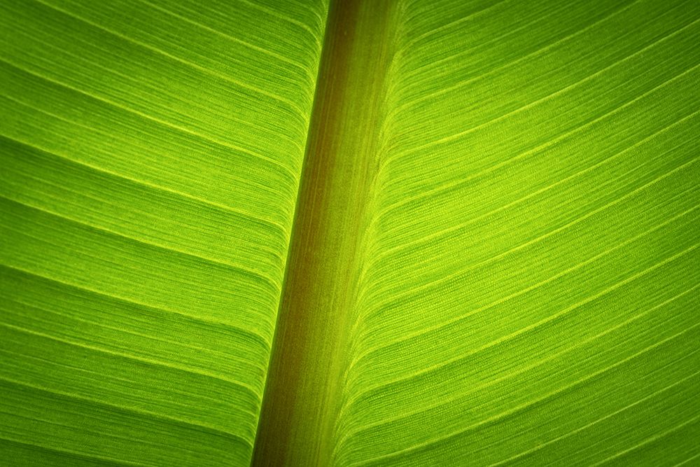 Banana Tree Leaf II