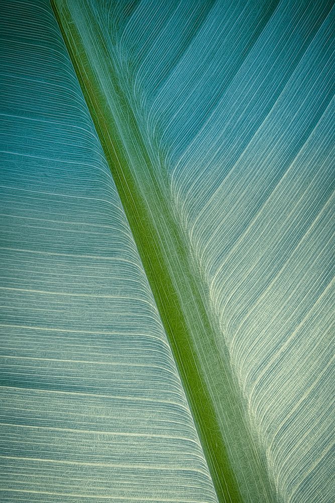 Banana Tree Leaf III