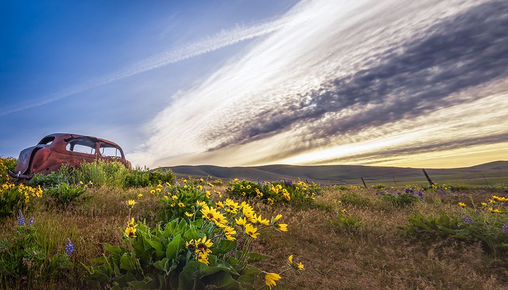 Rusty Old Car in the Wildflowers